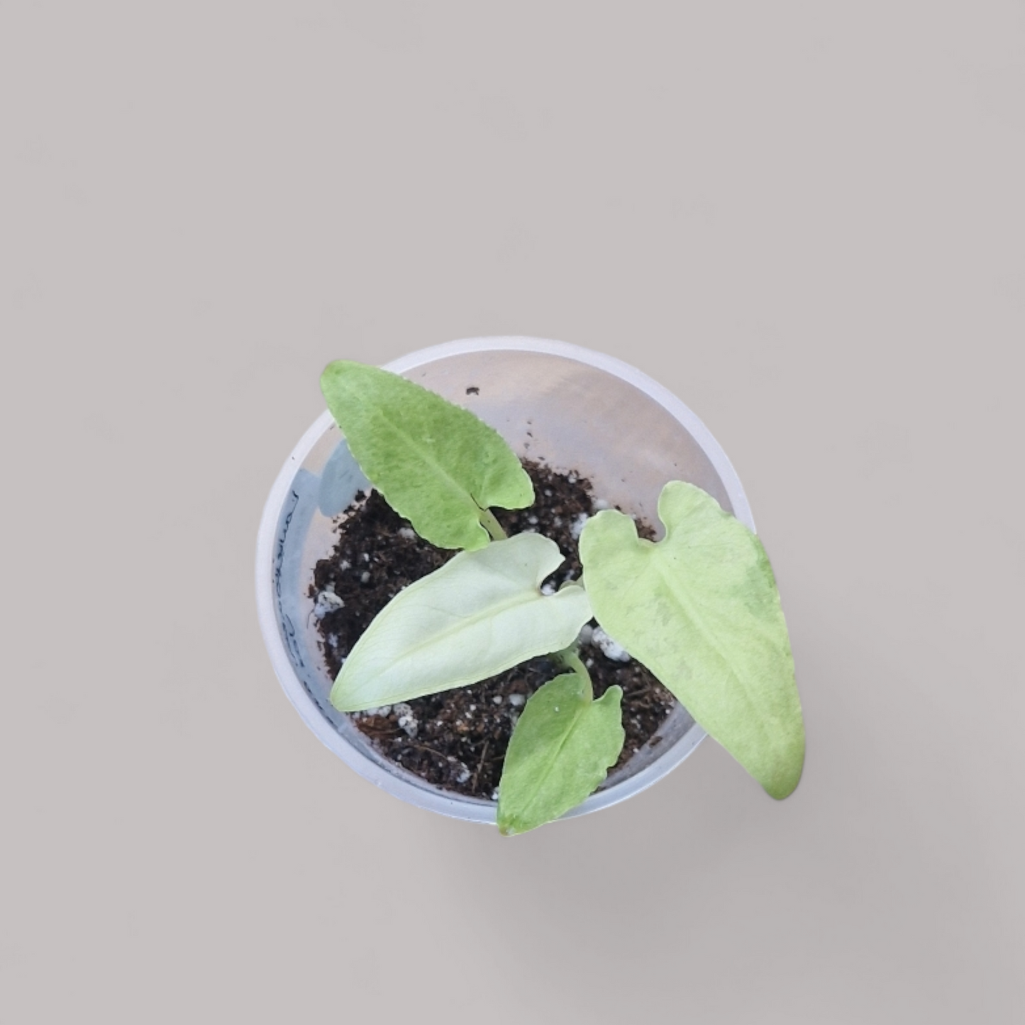 Alocasia Lauterbachiana Variegata