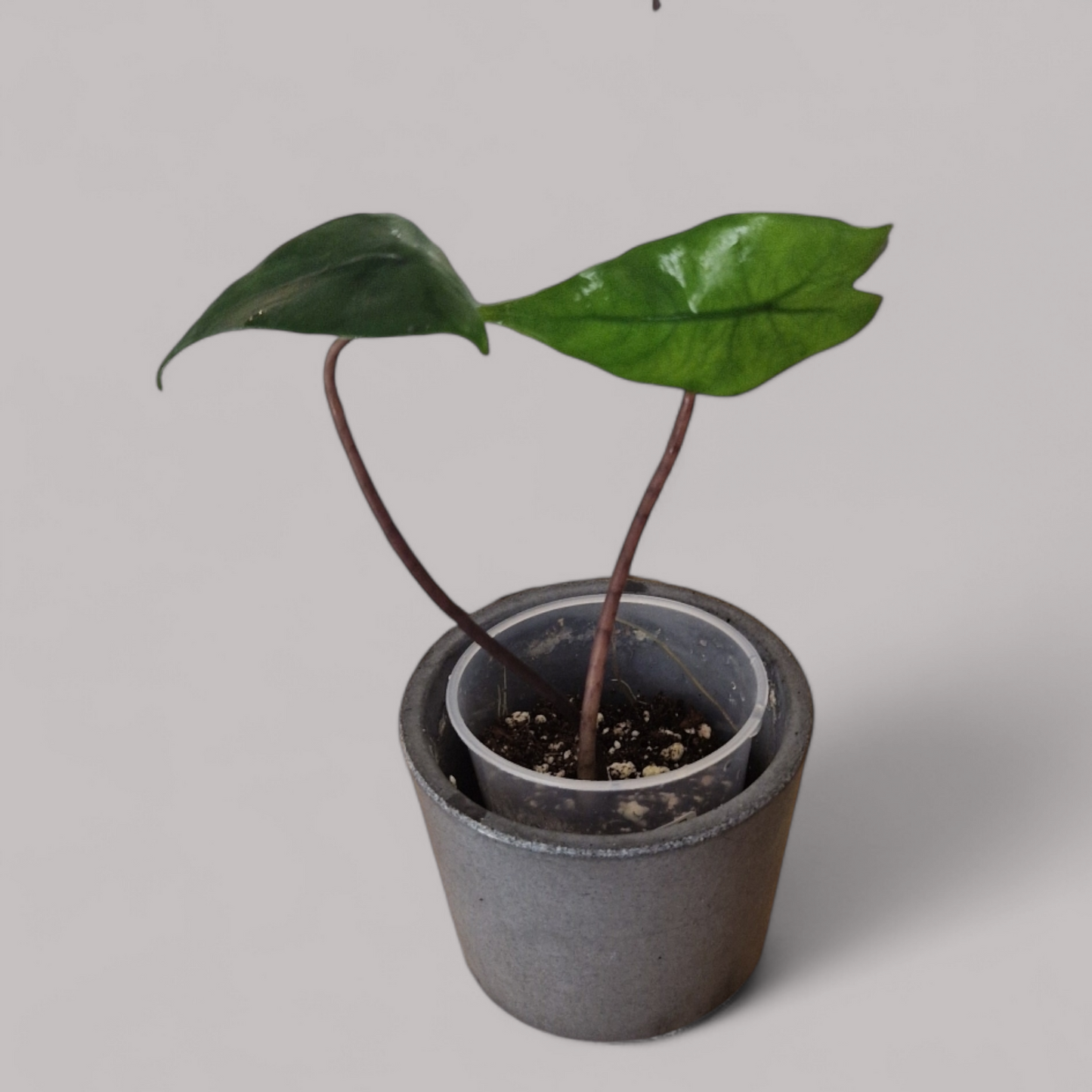 Alocasia Zebrina Black Stem