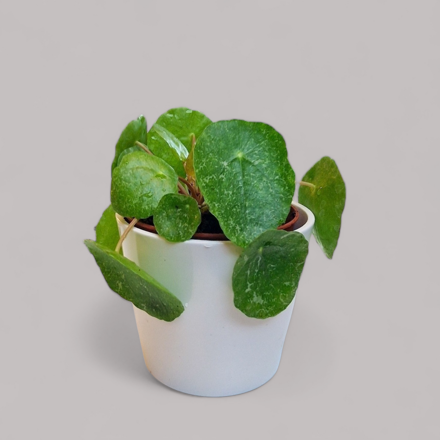 Pilea Peperomioides 'Sugar'