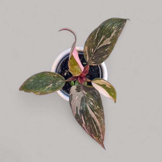 Philodendron 'Pink Princess' marble