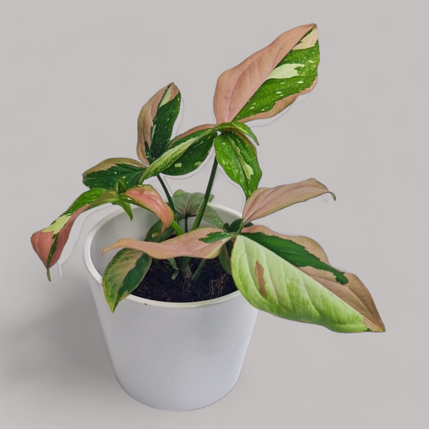 Syngonium Red Spot Tricolor