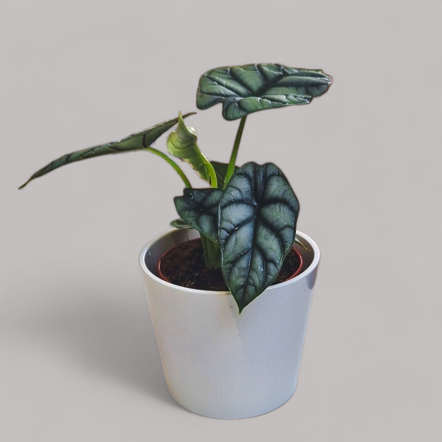 Alocasia 'Silver Dragon'