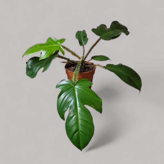 Philodendron Squamiferum