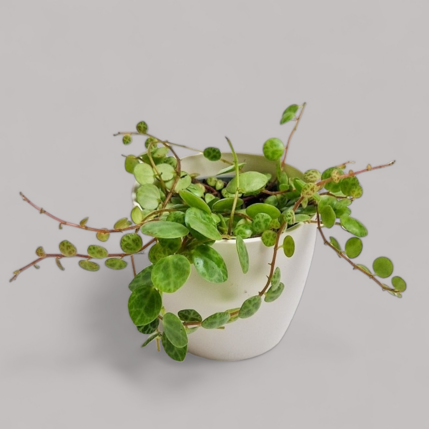 Peperomia prostrata