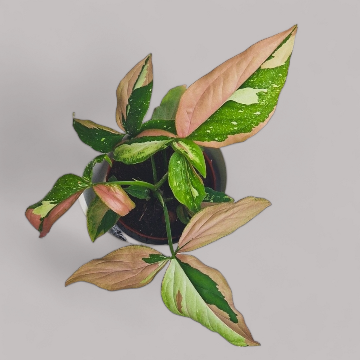 Syngonium Red Spot Tricolor