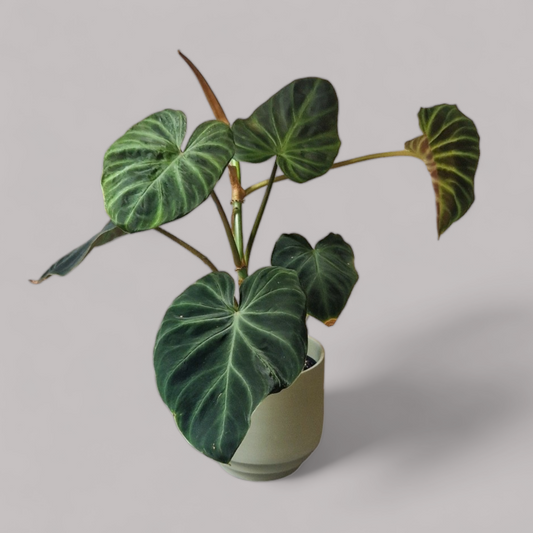 Philodendron verrucosum