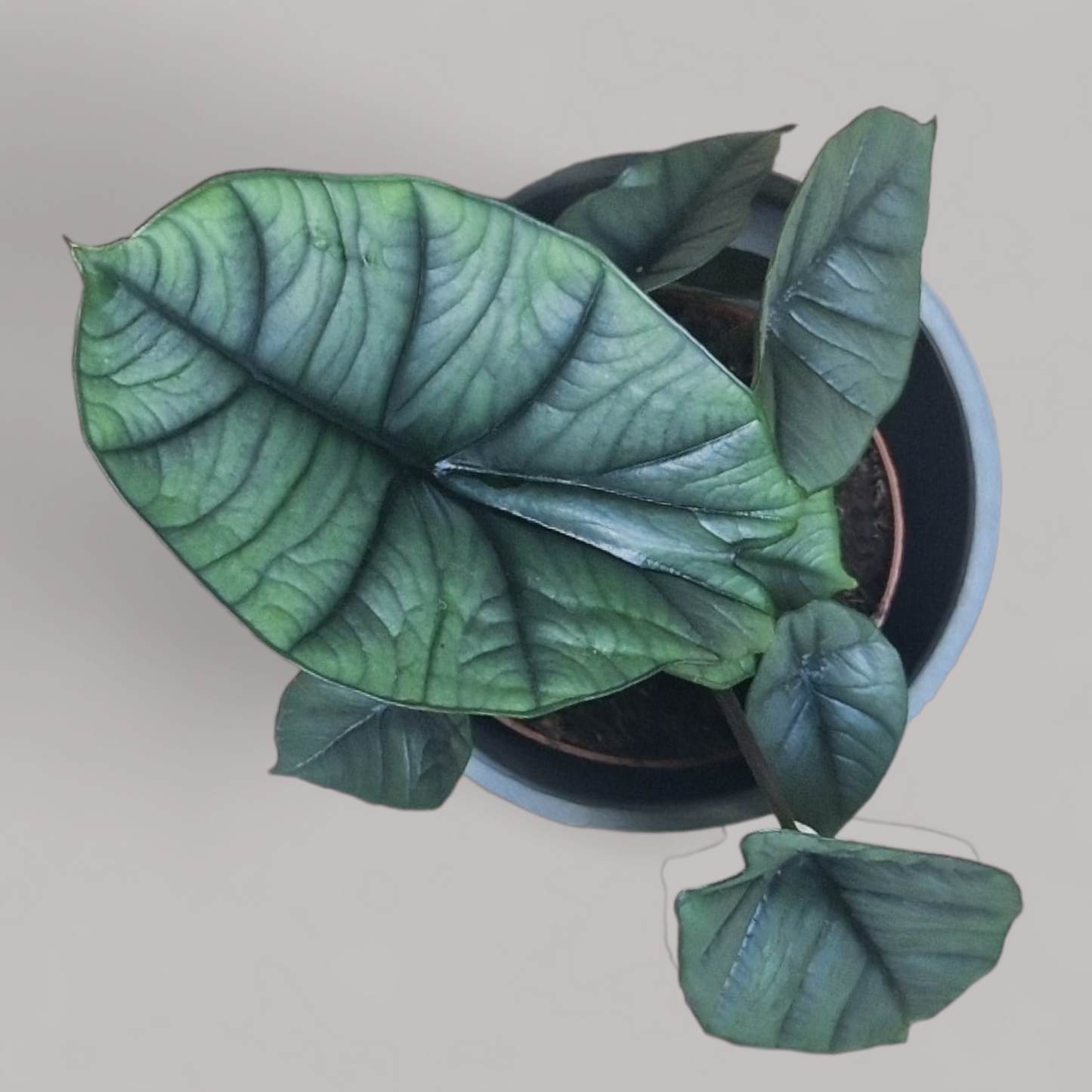 Alocasia Platinum