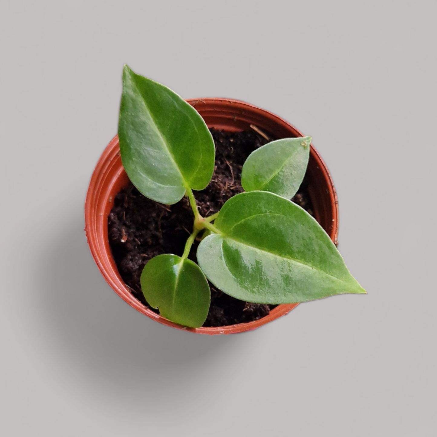 Anthurium Forgetii x Magnificum