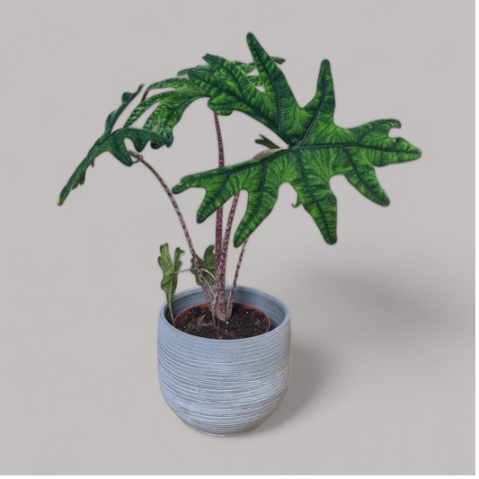 Alocasia 'Jacklyn'