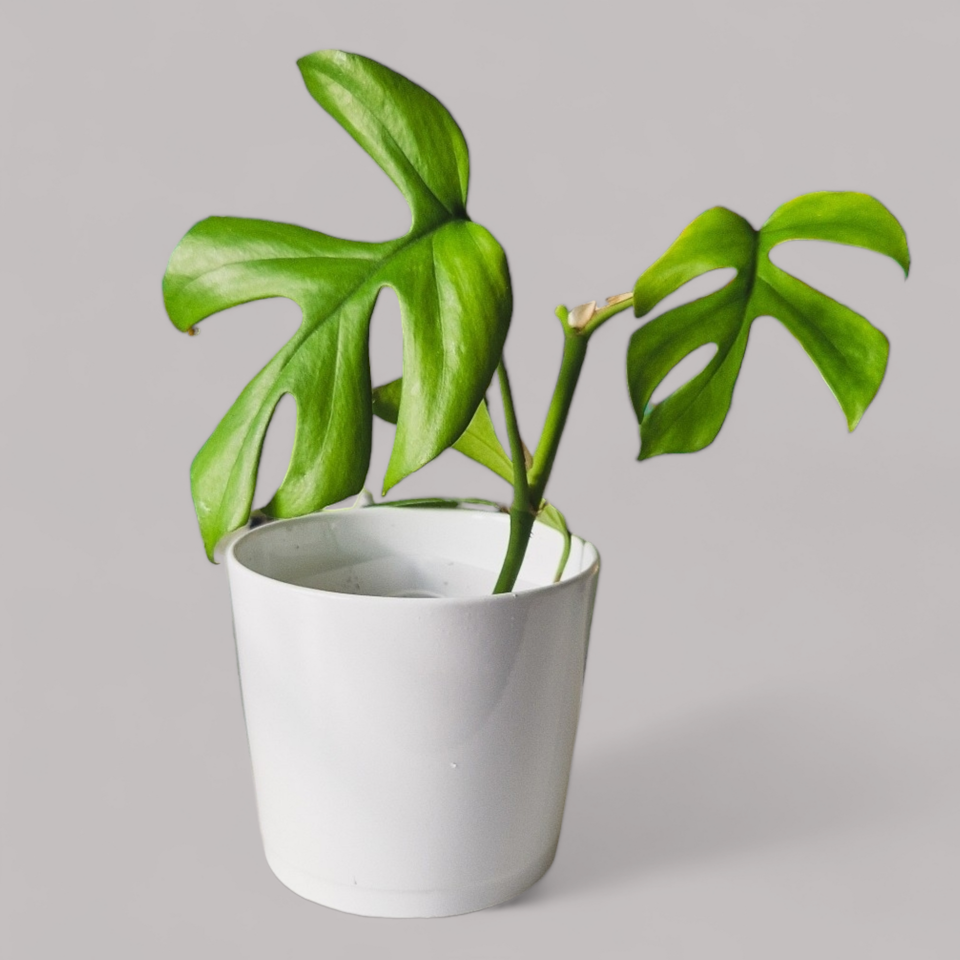 Rhaphidophora tetrasperma (Monstera minima) – never enough plants