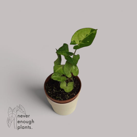 Syngonium podophyllum 'Panda'