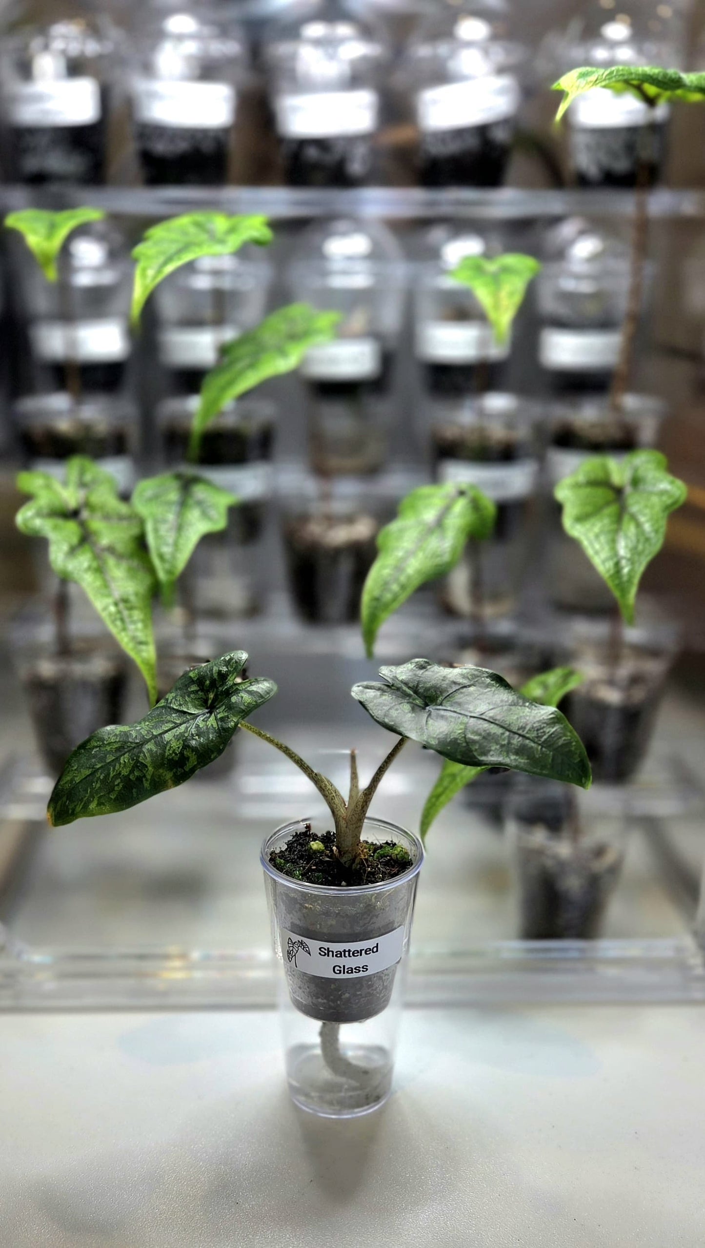 Selbstbewässerungs Anzuchttopf Set