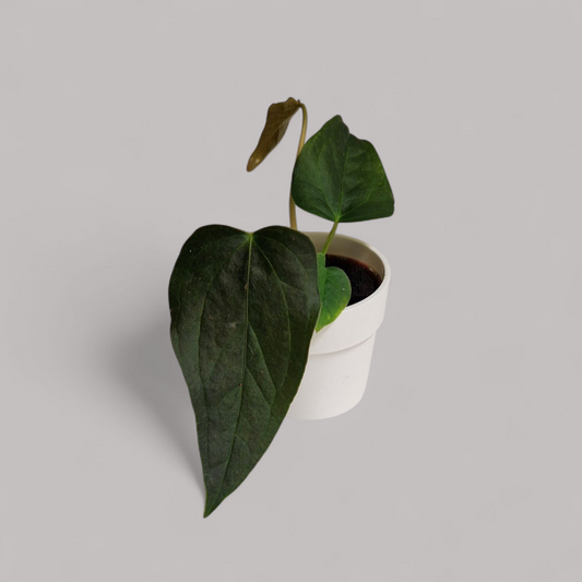 Anthurium Queen of Hearts