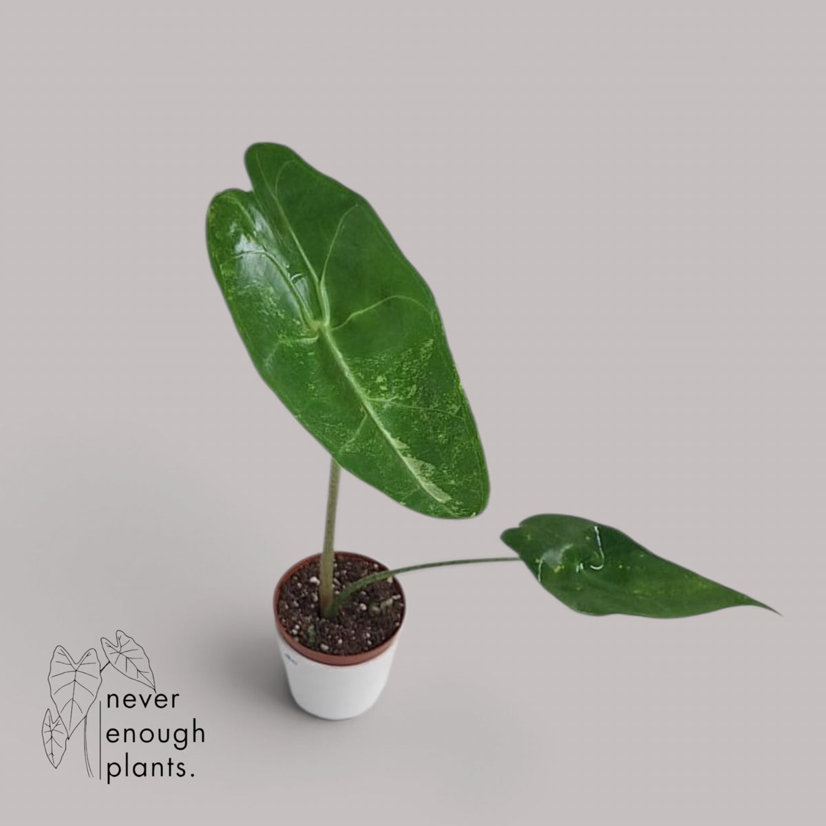 Alocasia Longiloba Albo Variegata