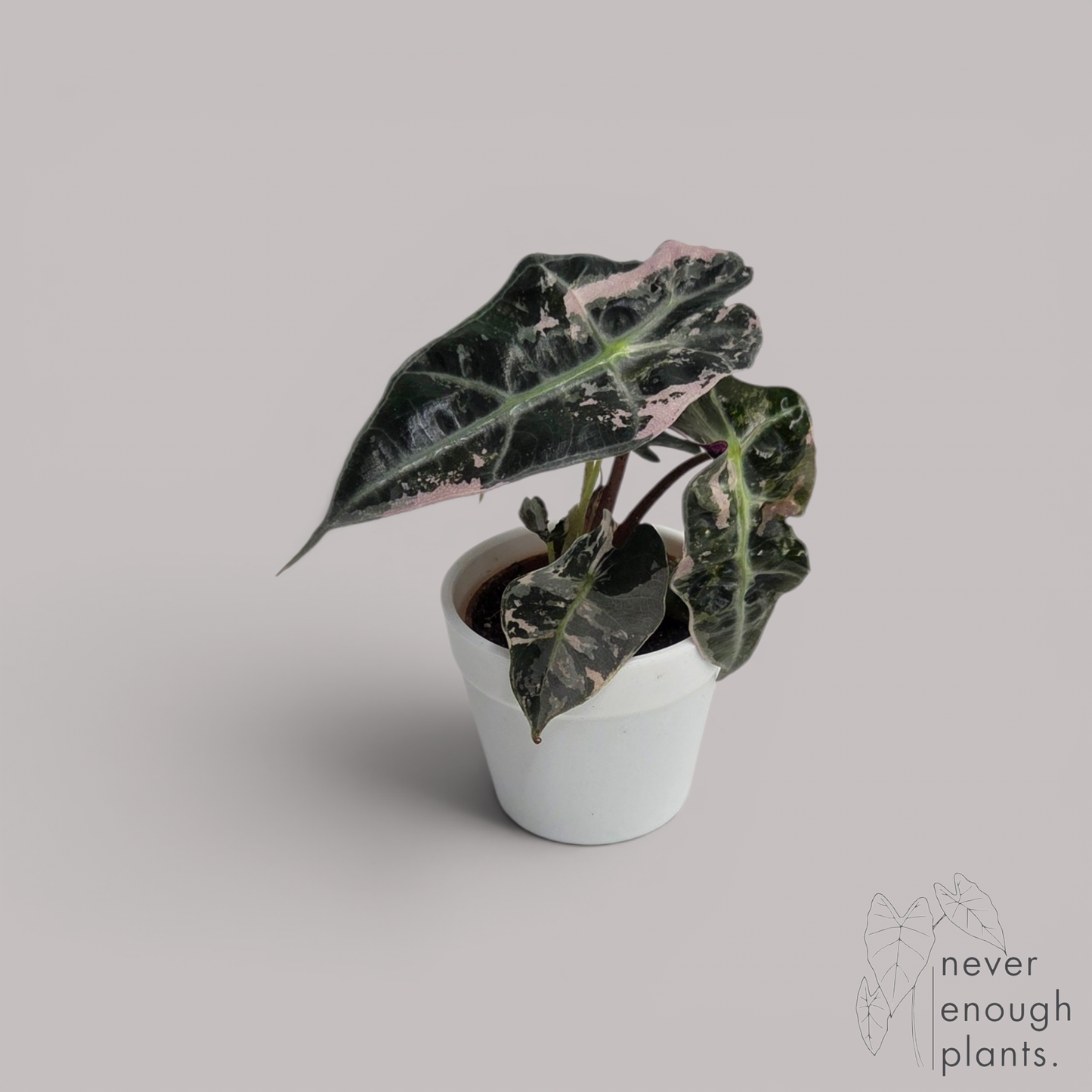 Alocasia Polly Variegata