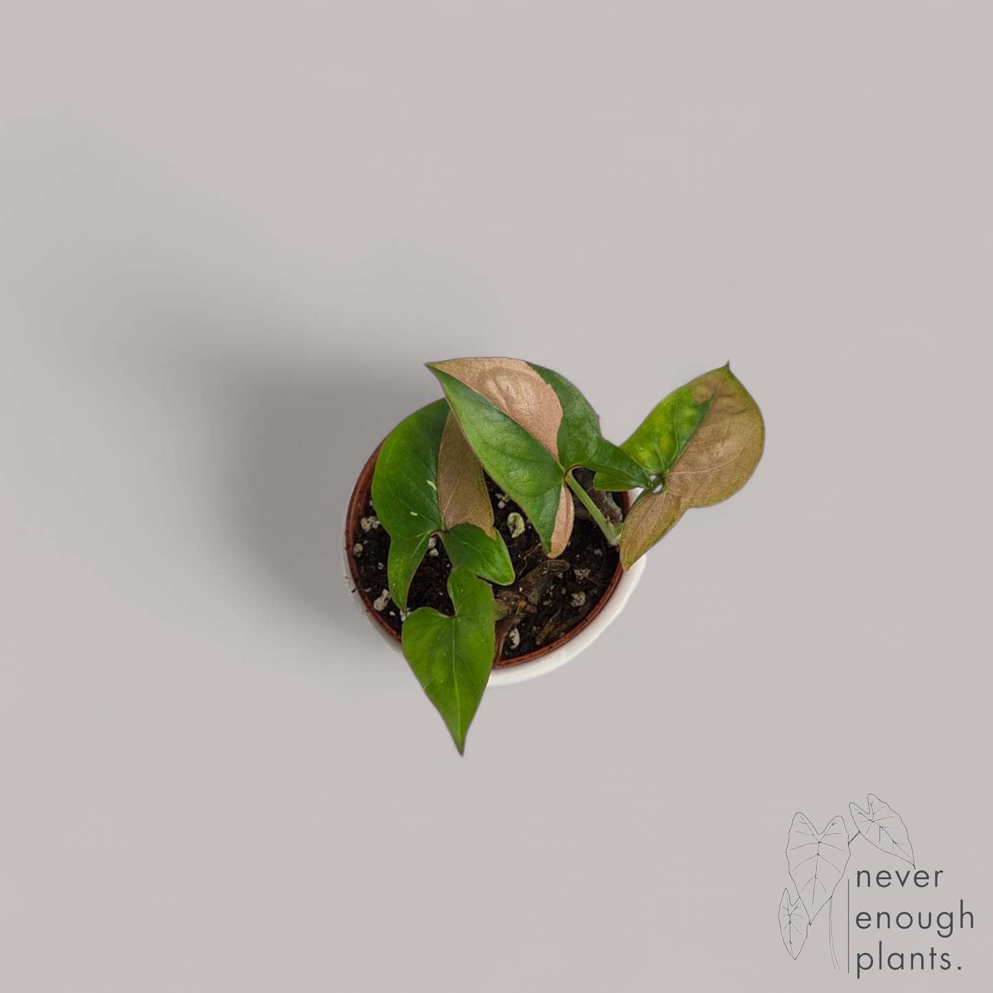 Syngonium Red Spot Tricolor