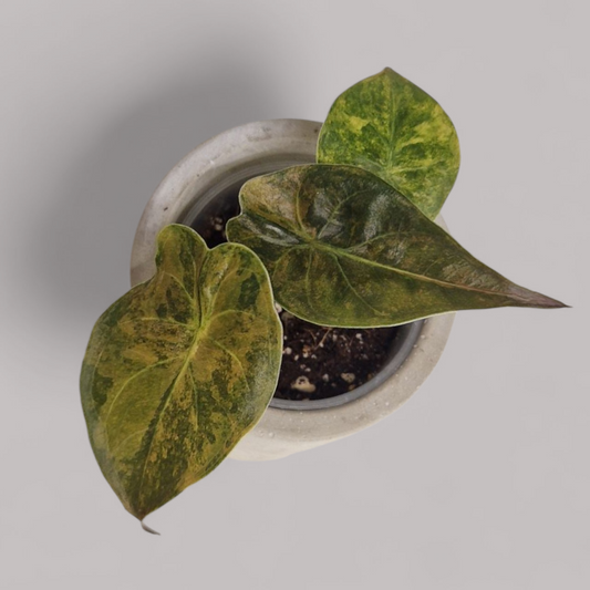 Alocasia Wentii aurea variegata