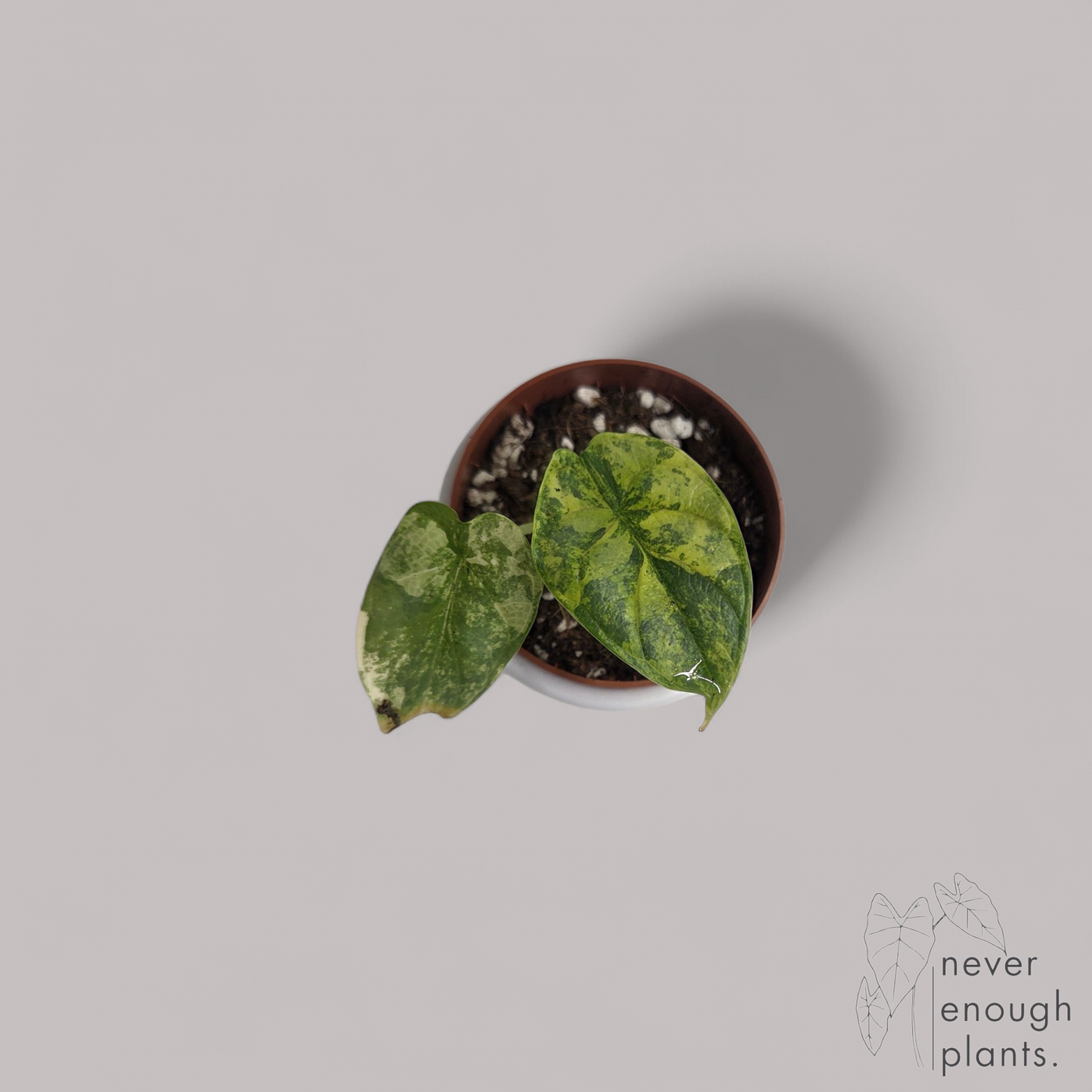 Alocasia 'Silver Dragon aurea variegata'