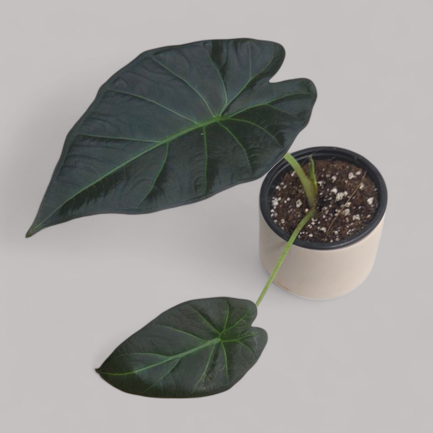 Alocasia 'Regal Shield'