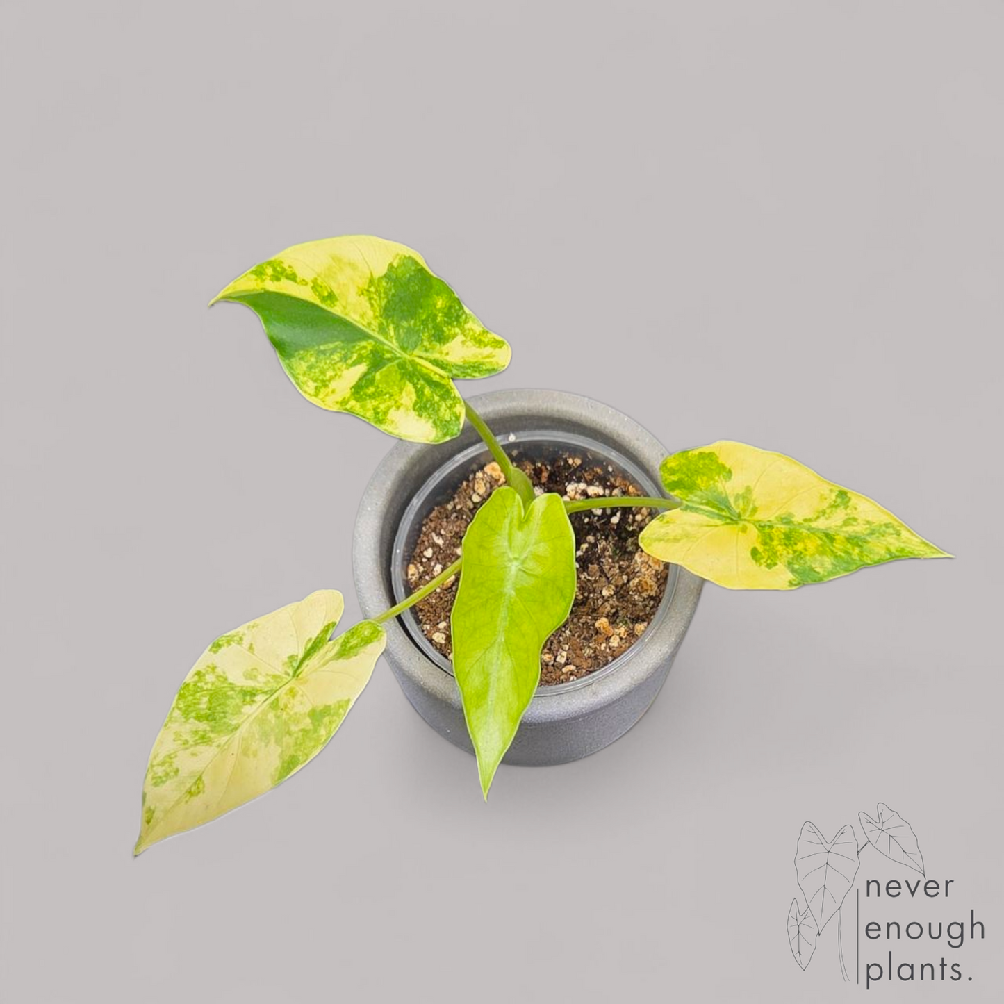 Alocasia Gageana Aurea Variegata