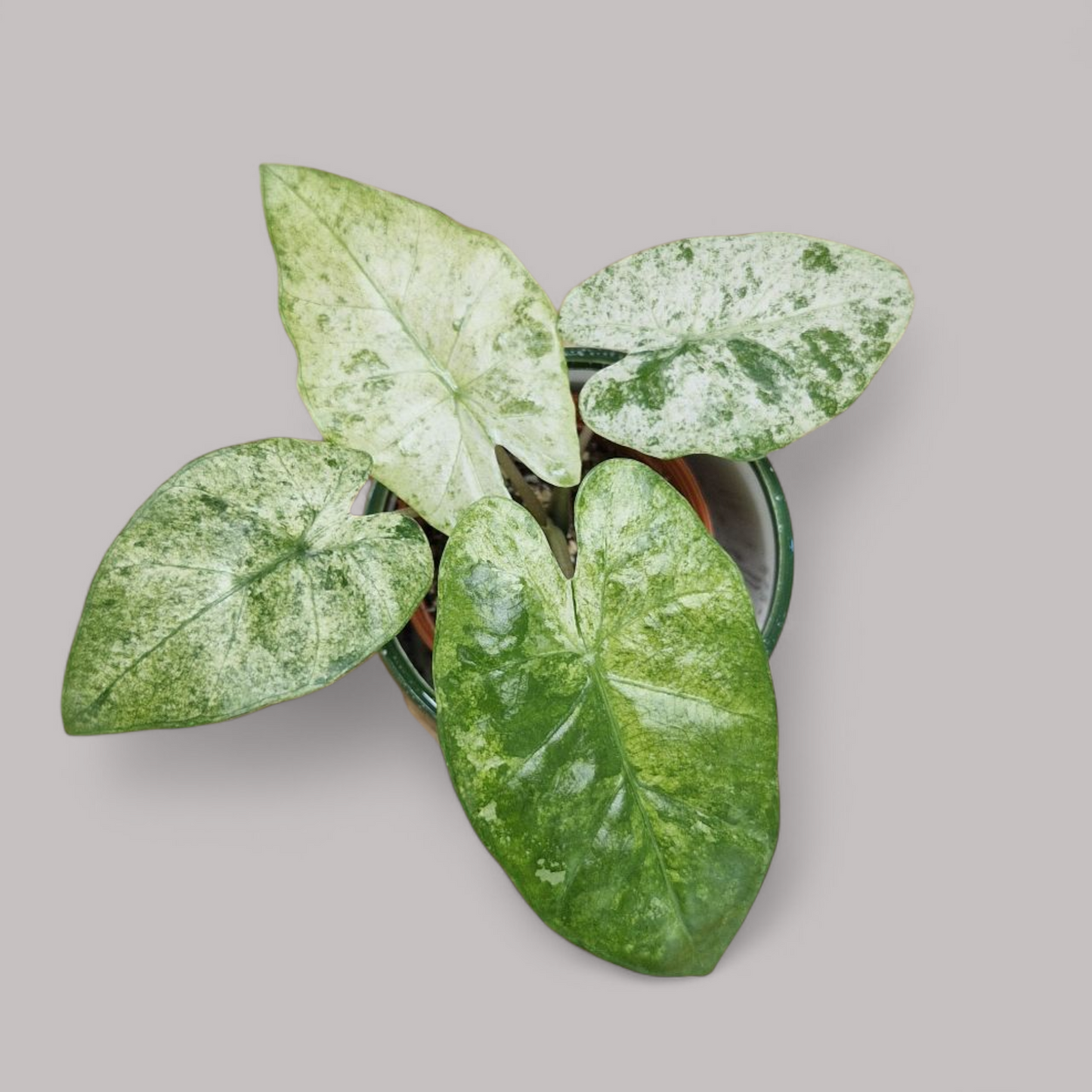 Alocasia Macrorrhiza 'Splash'