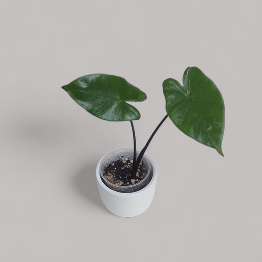Alocasia Macrorrhiza 'Black Stem'
