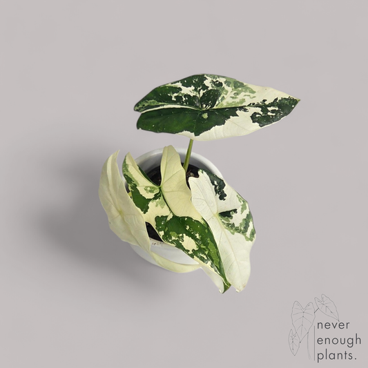 Alocasia Simpo Albo Variegata