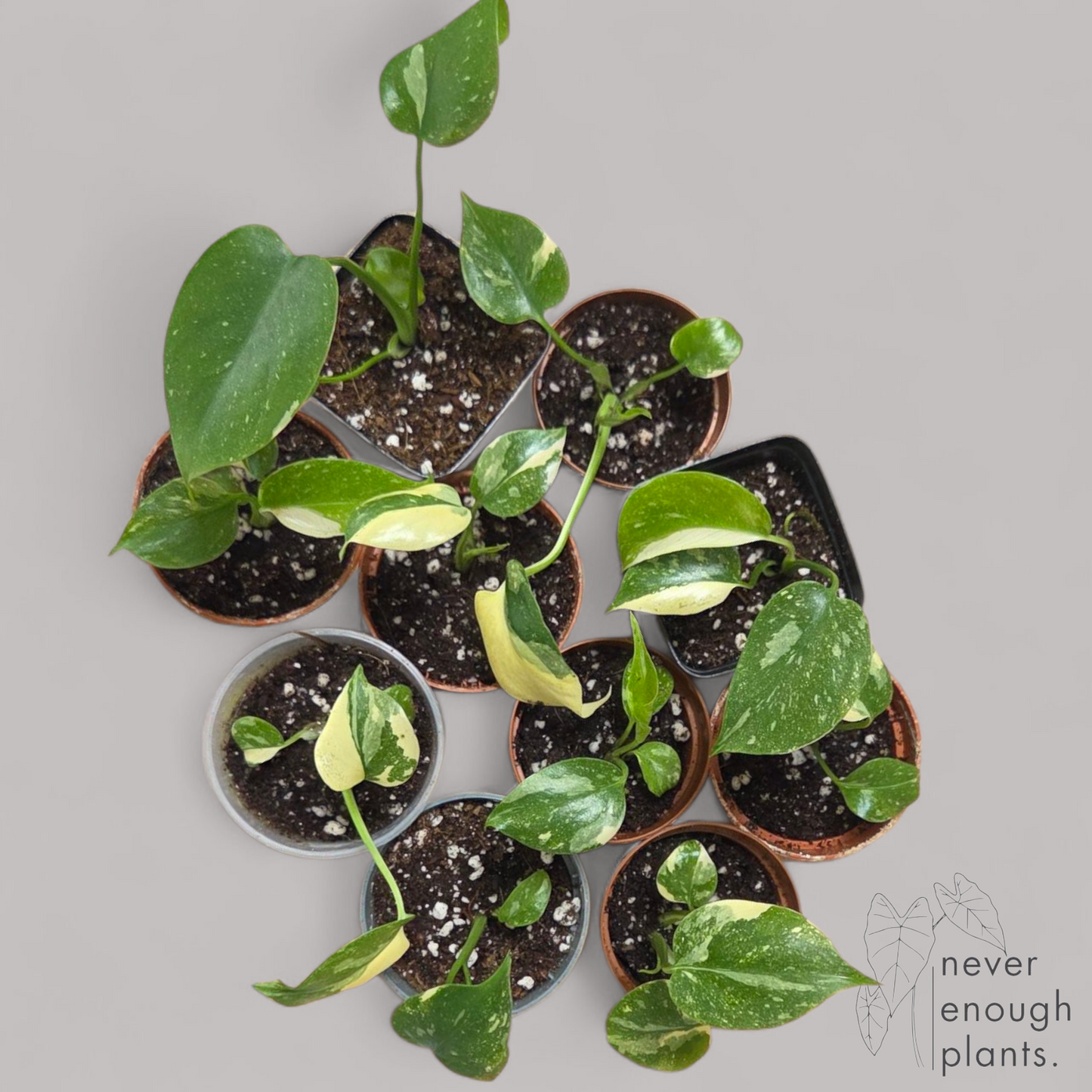 Monstera 'Thai Constellation'