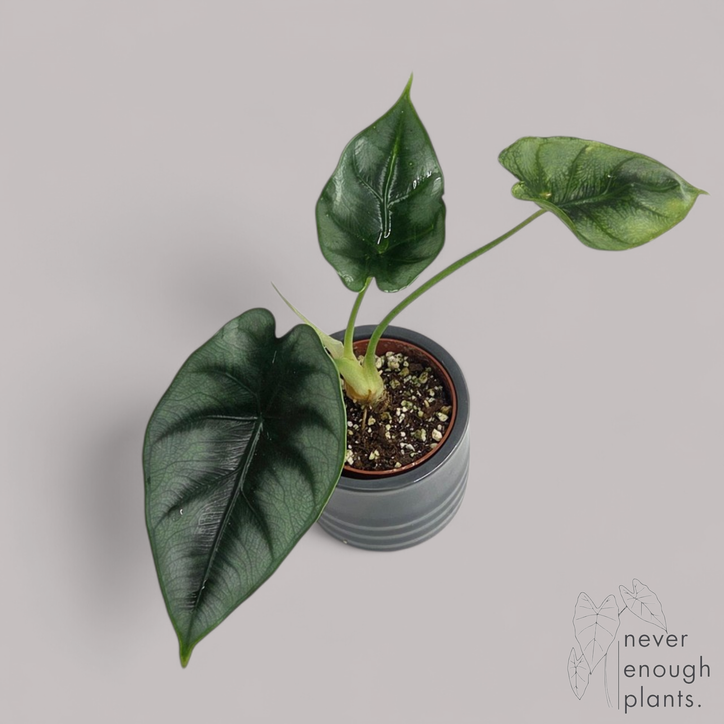 Alocasia 'Reversa'