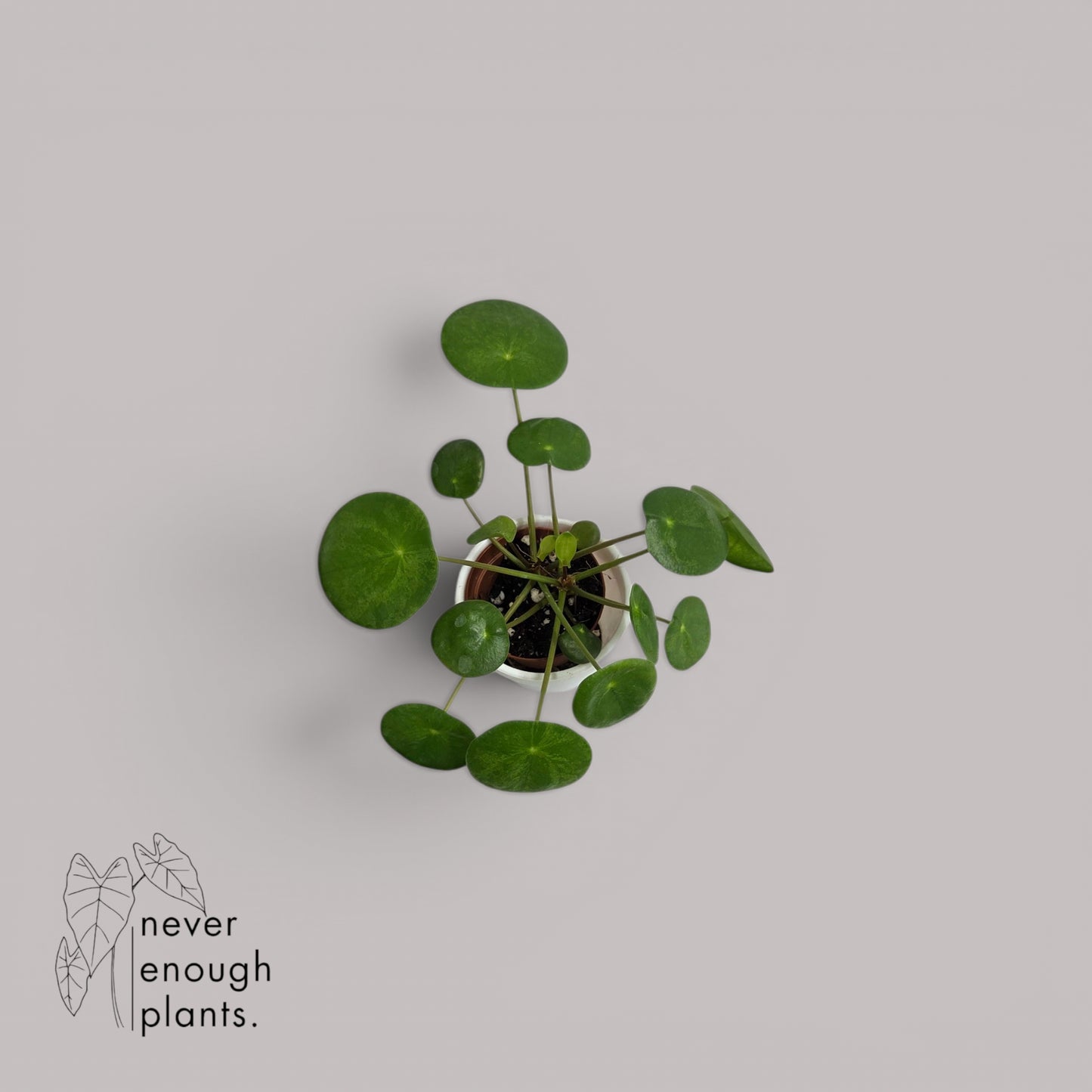 Pilea Peperomioides 'Mojito'