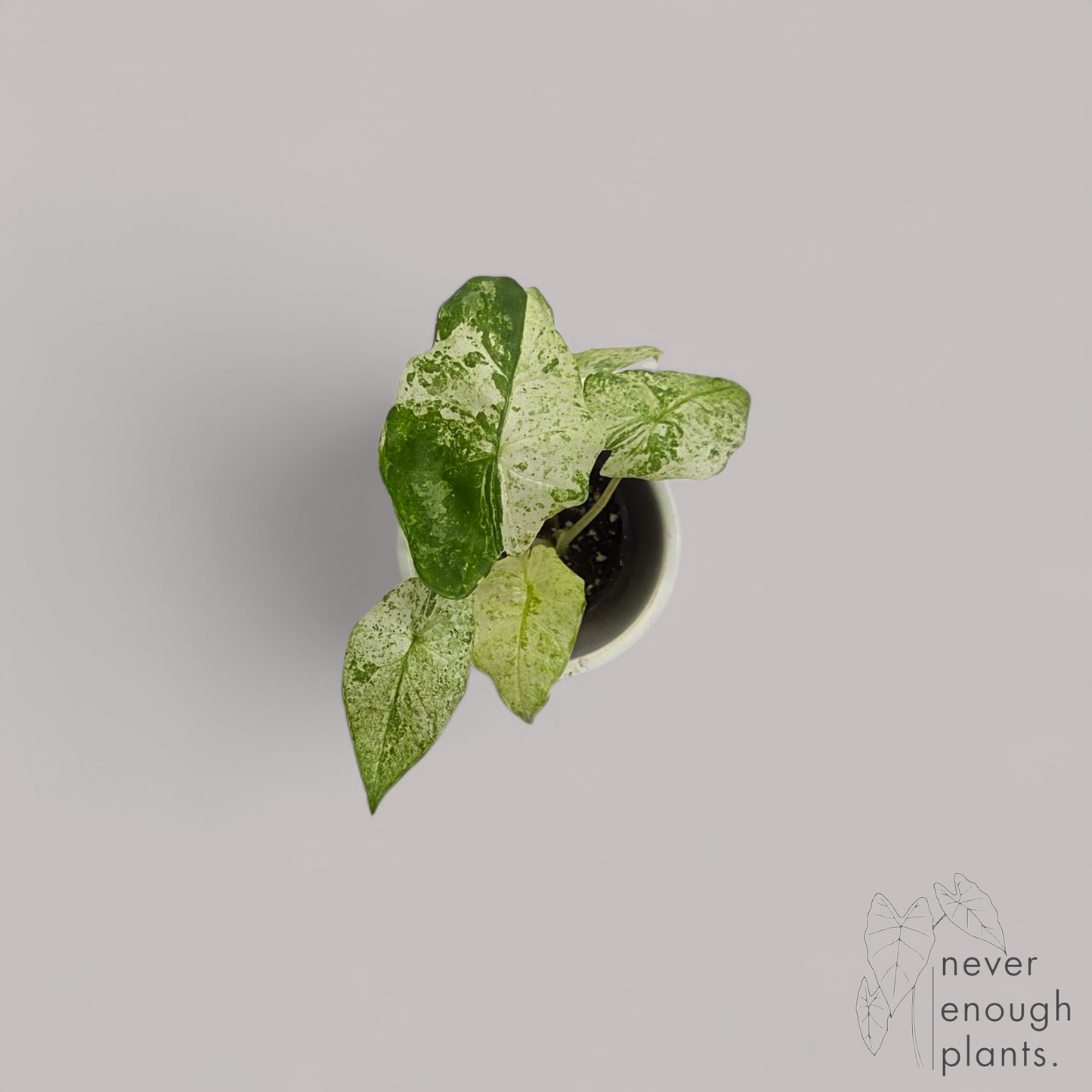 Alocasia Macrorrhiza 'Splash'