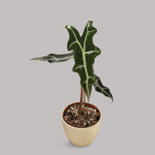 Alocasia Nobilis