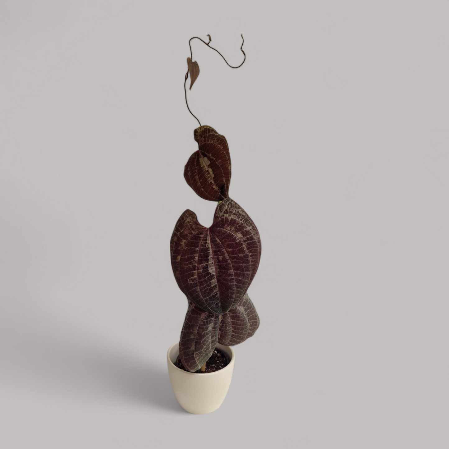 Dioscorea Discolor