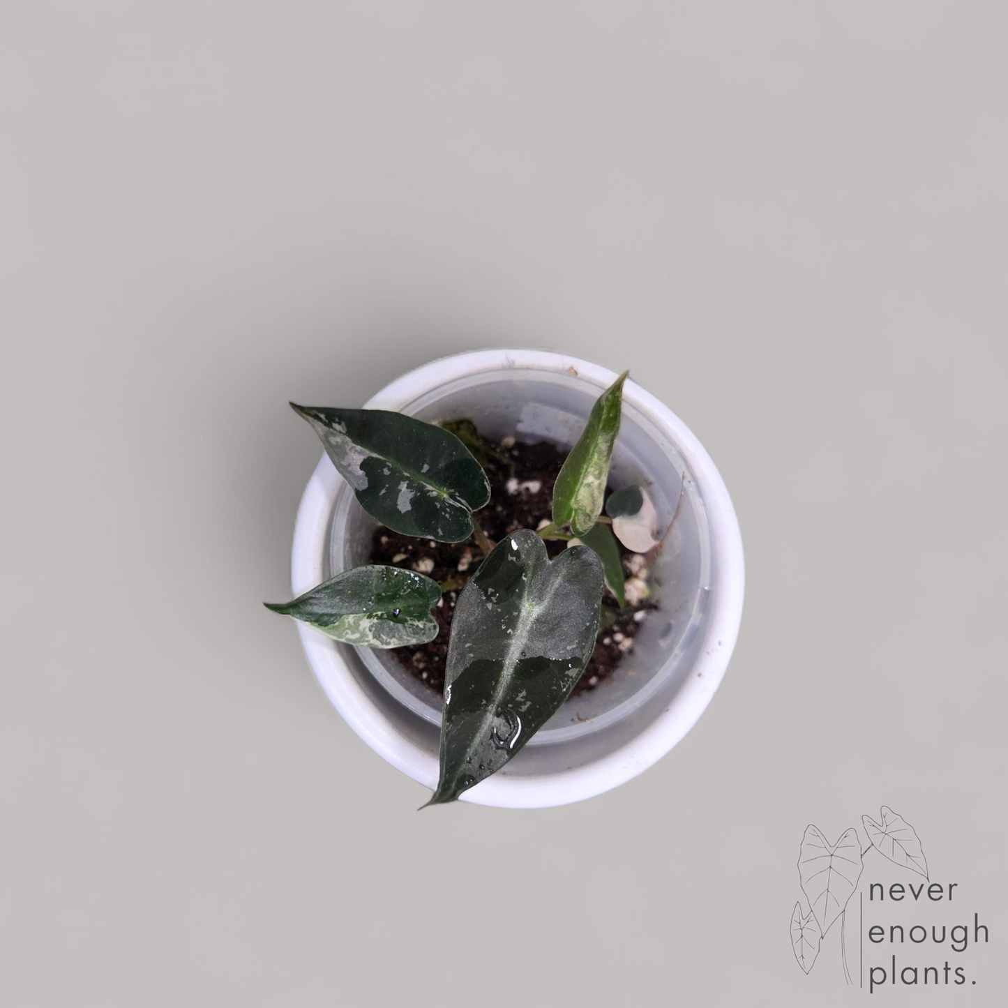 Alocasia Bambino Pink variegata