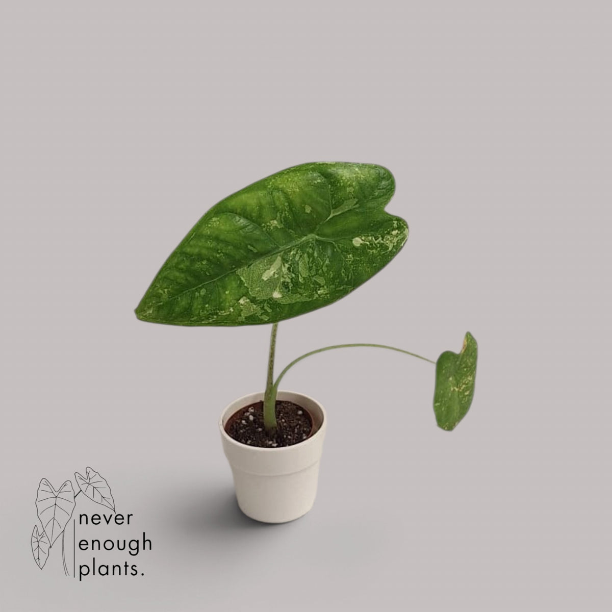 Alocasia Longiloba Albo Variegata