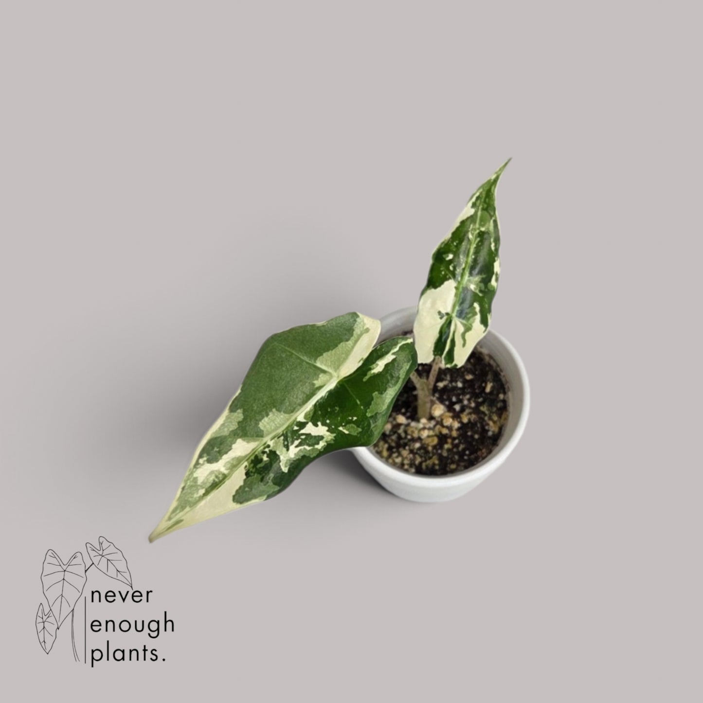 Alocasia Sarian Albo Variegata