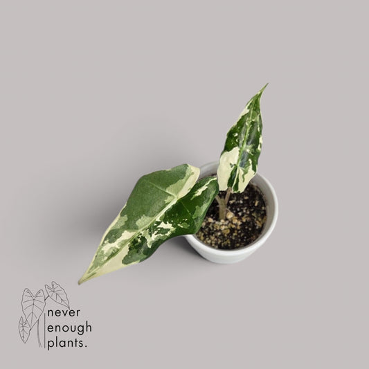 Alocasia Sarian Albo Variegata