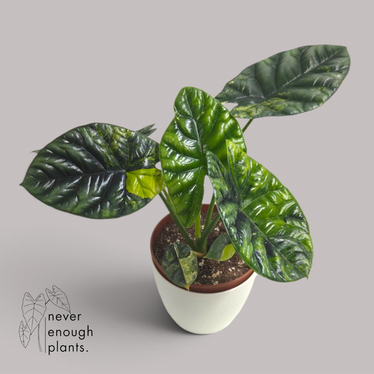Alocasia Sinuata Aurea Variegata
