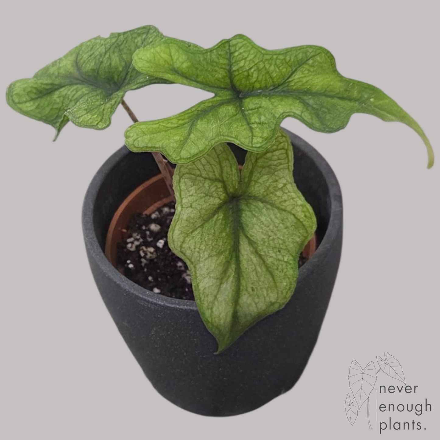 Alocasia 'Jacklyn' ghost mint