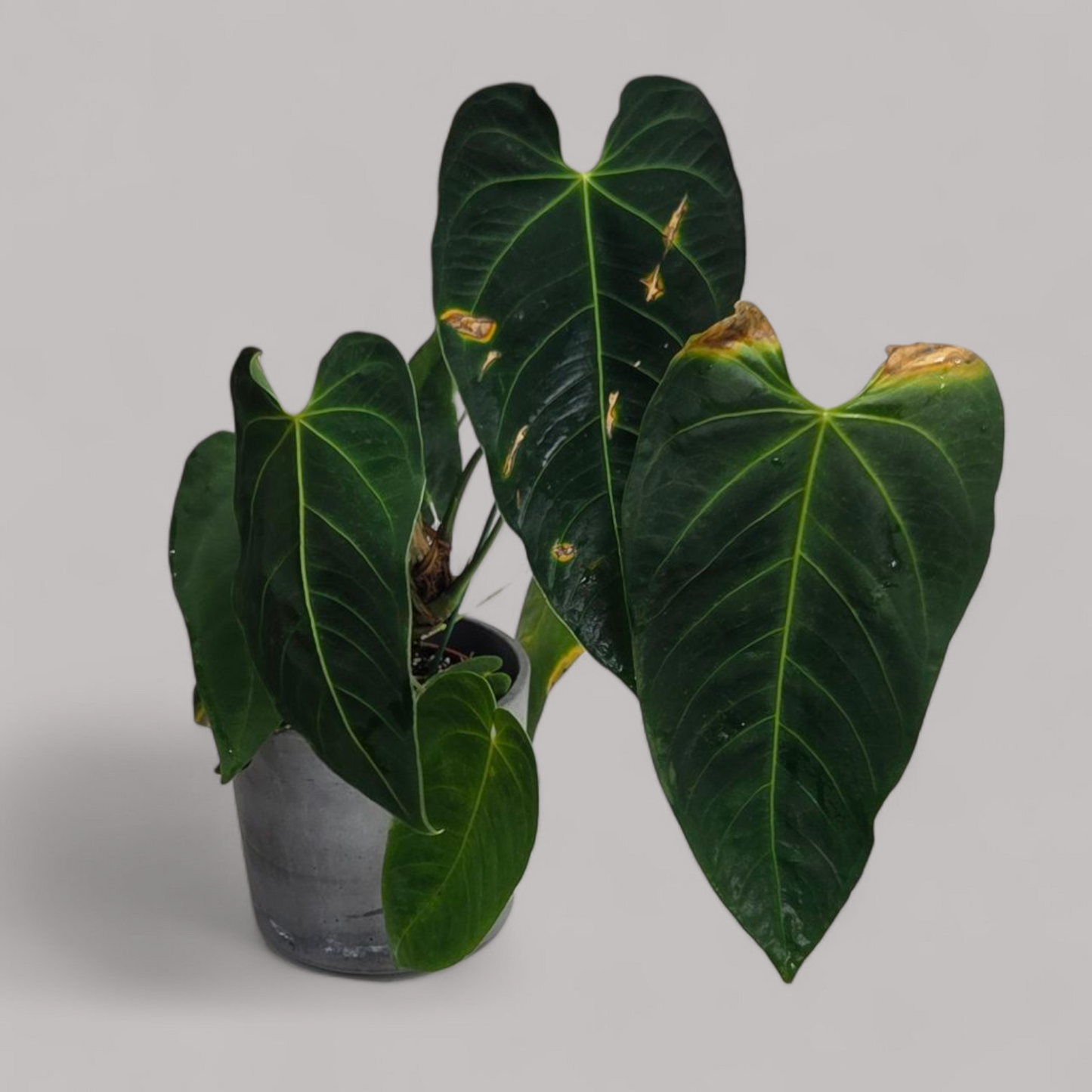 Anthurium Queremalense