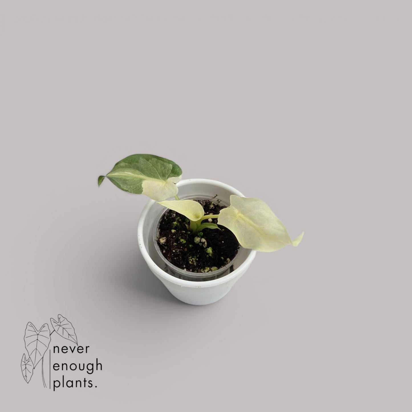 Alocasia Gageana Ghost