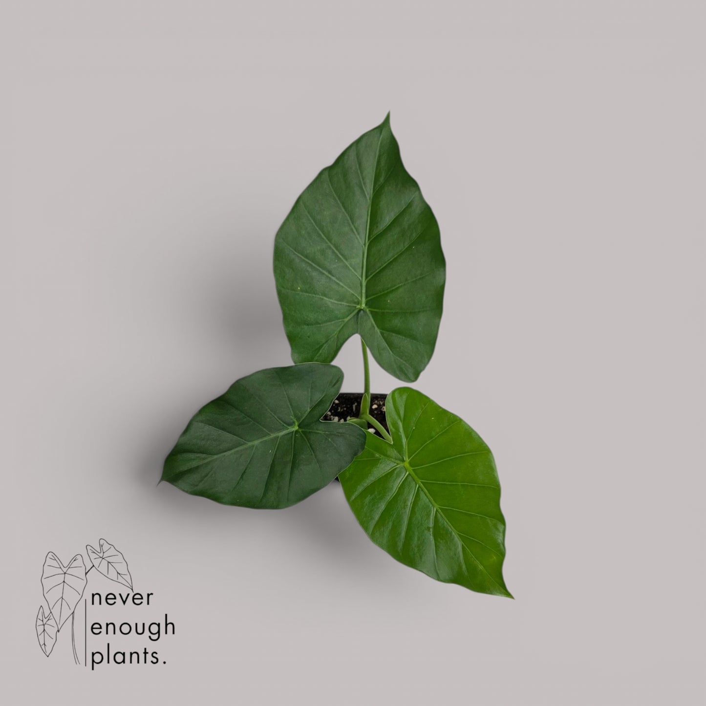 Alocasia Macrorrhiza Albo Vergrünt