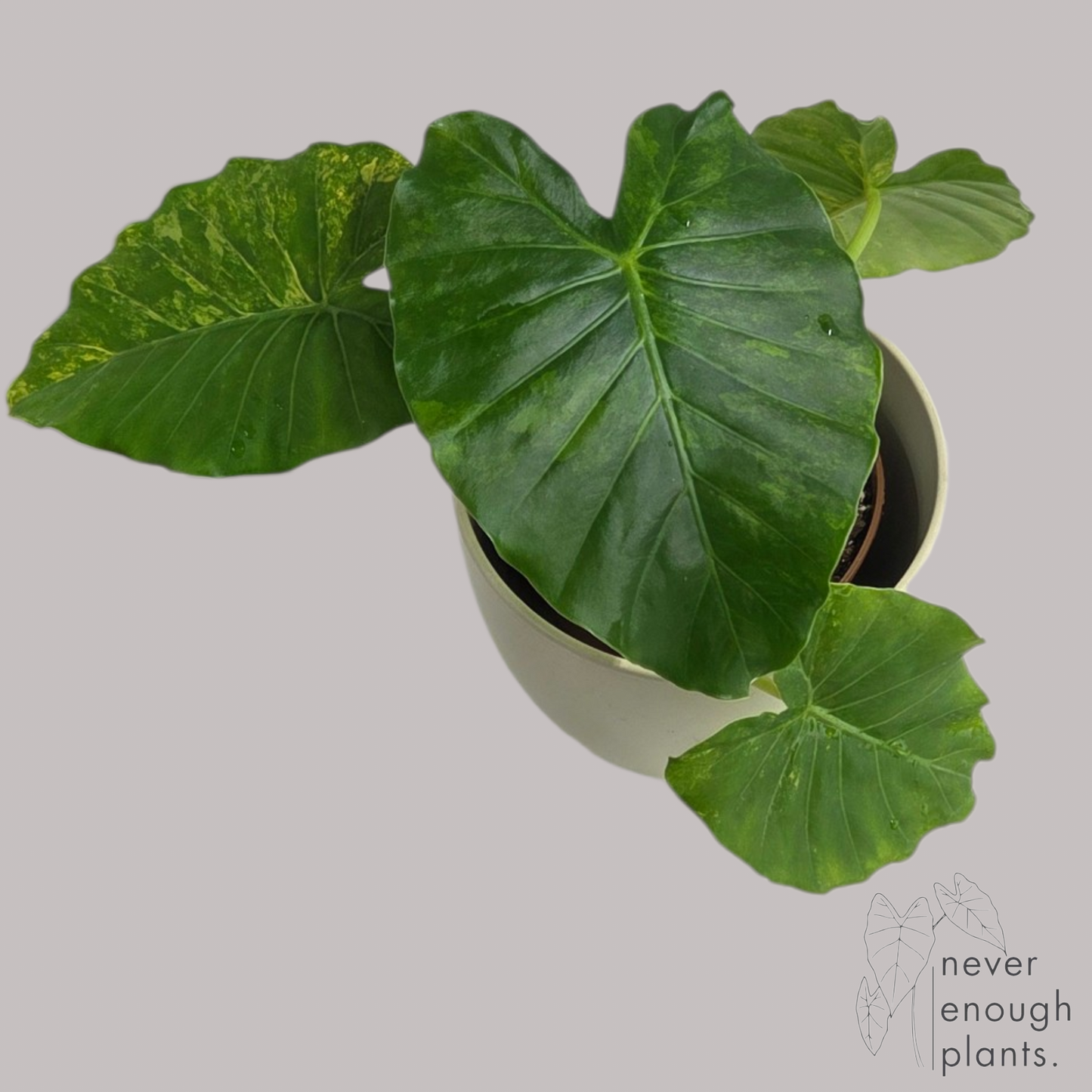Alocasia Gageana Aurea Variegata