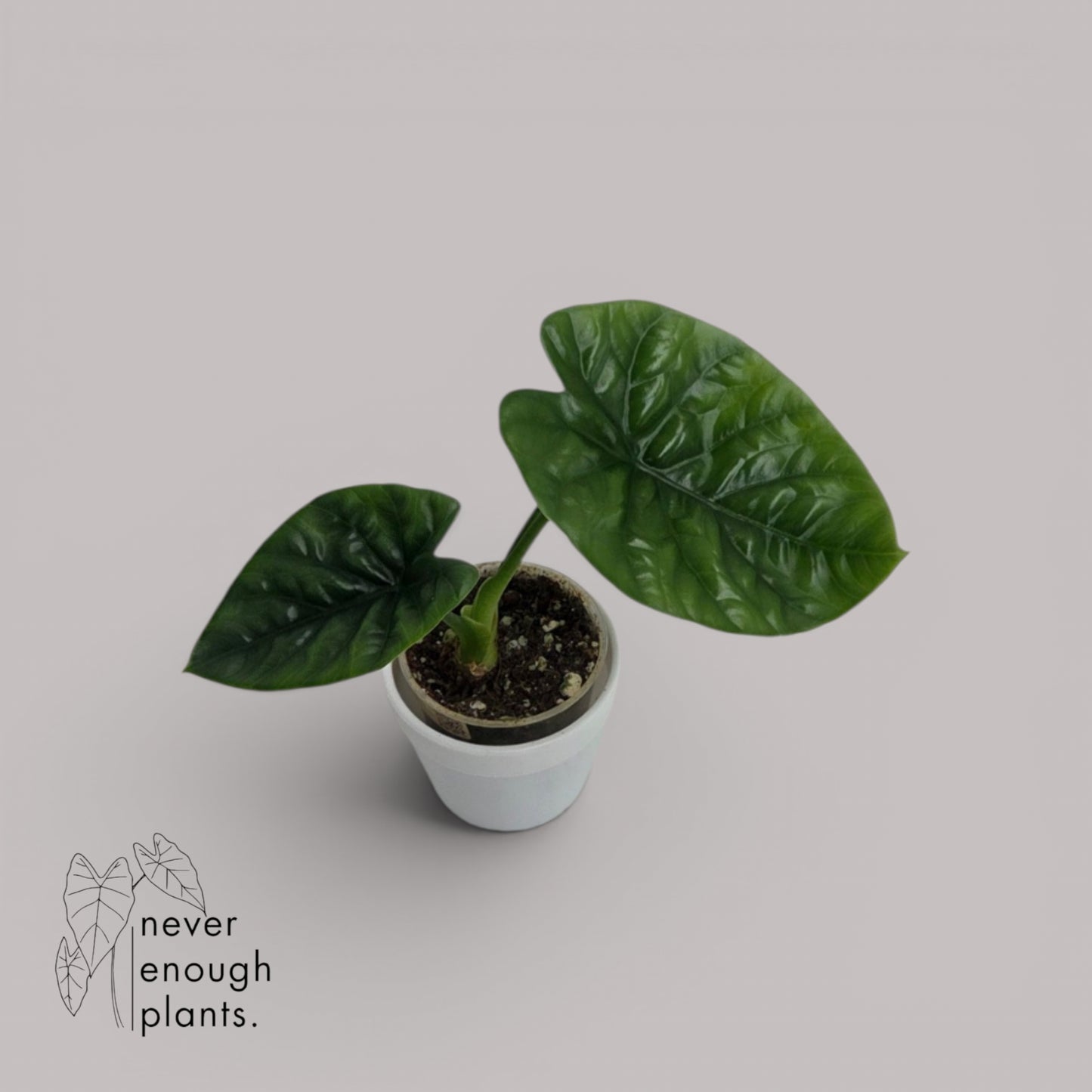 Alocasia 'Lukiwan'