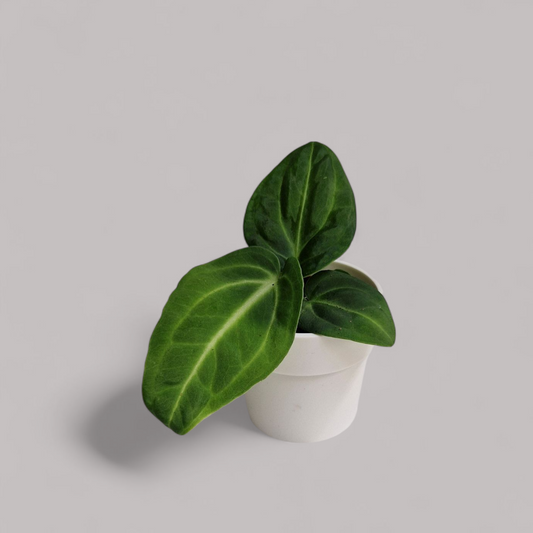 Anthurium Villenaorum