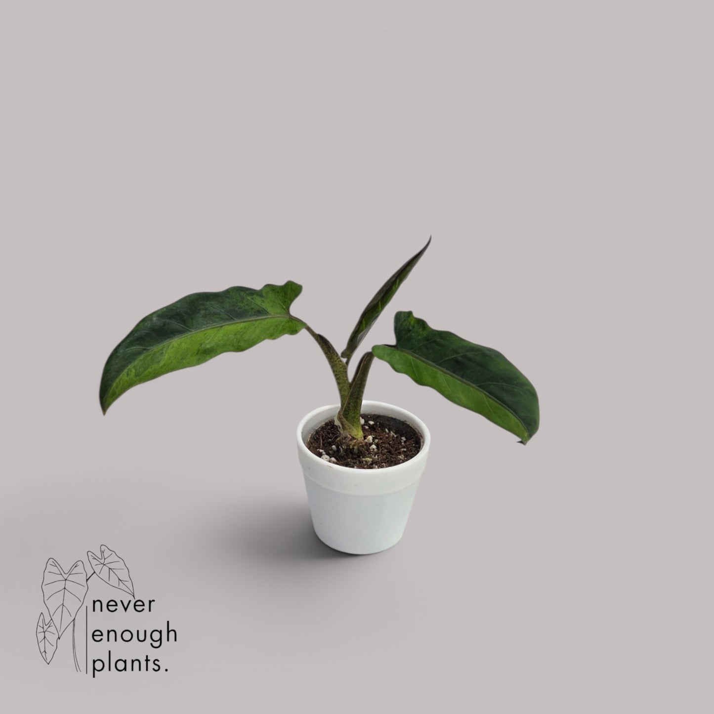 Alocasia Lauterbachiana Variegata