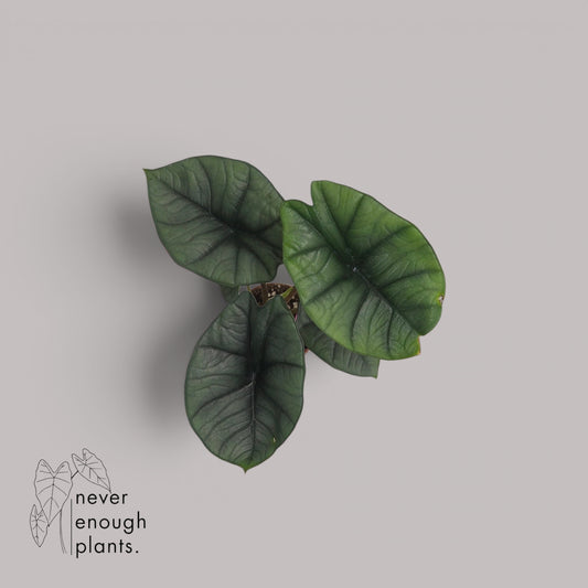 Alocasia Platinum
