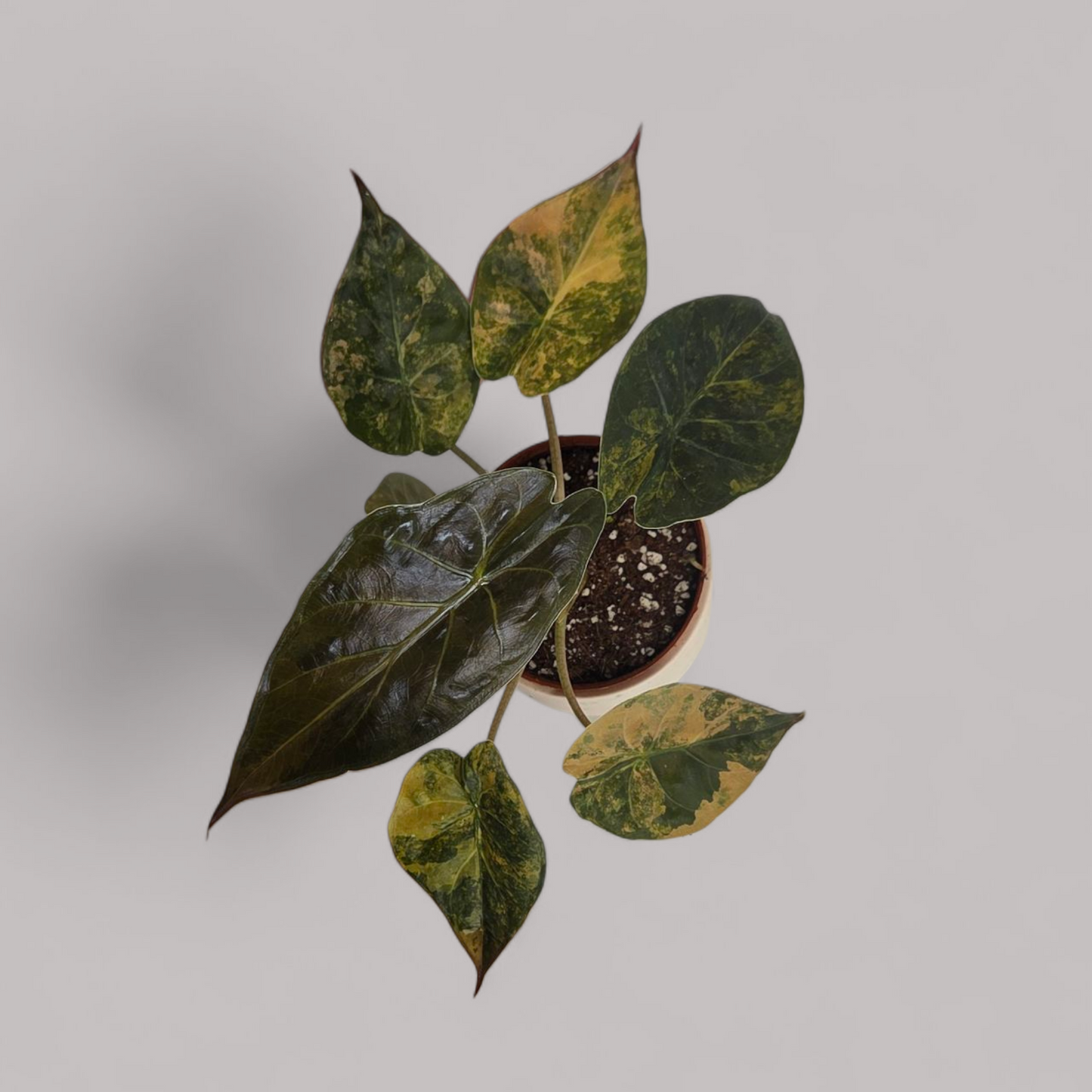 Alocasia Wentii aurea variegata