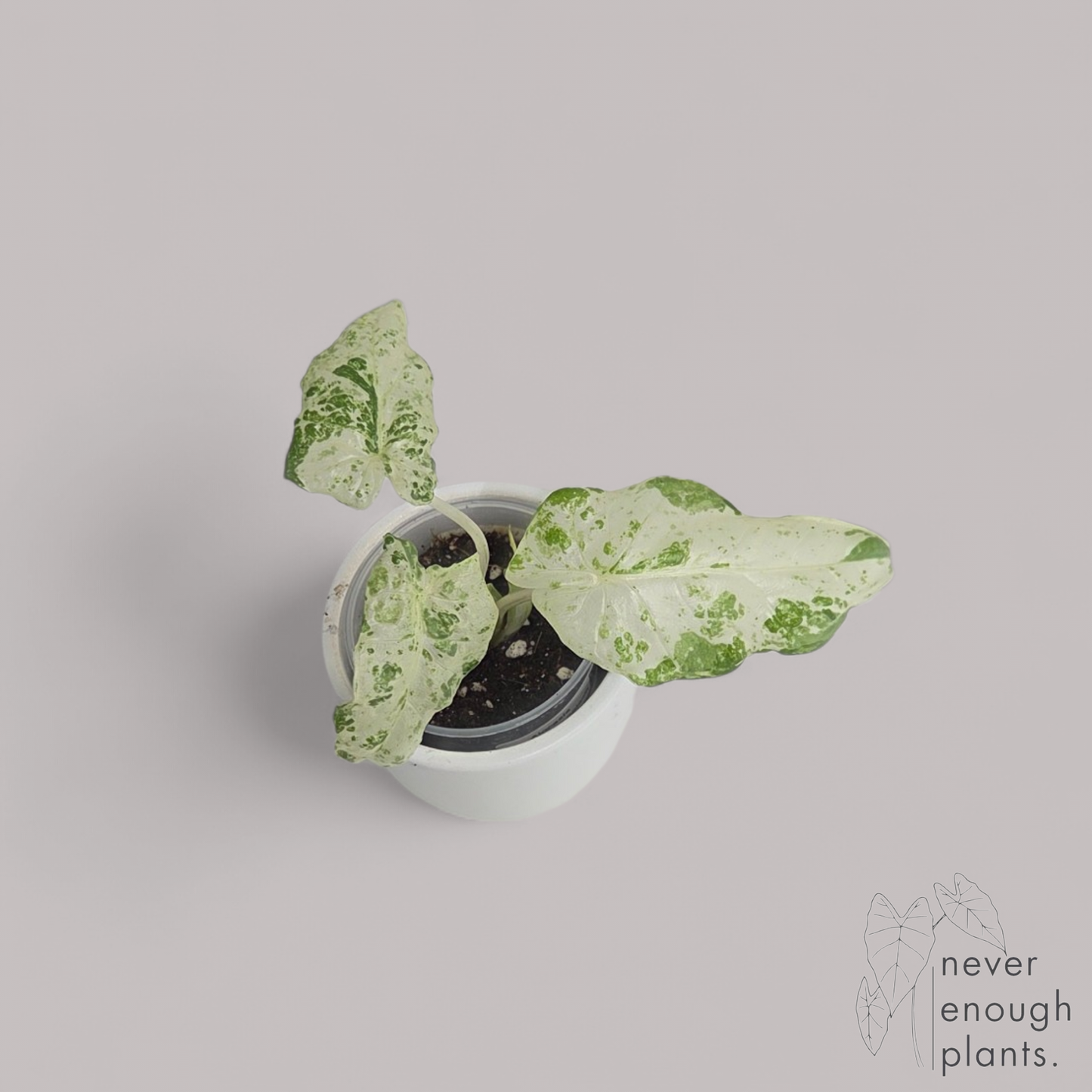 Alocasia Macrorrhiza 'Splash'