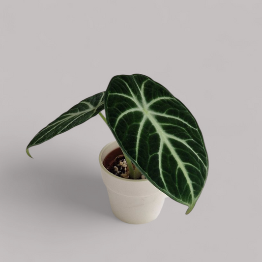 Alocasia 'Ninja'
